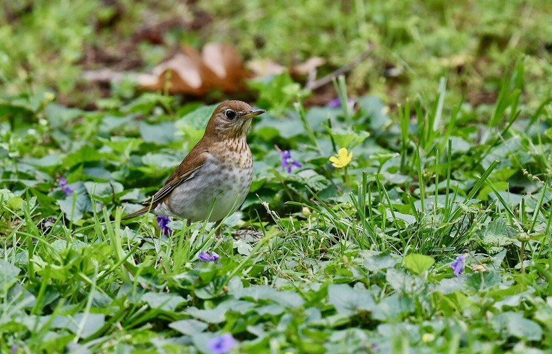 Veery by Wildreturn is licensed under CC BY 2.0.